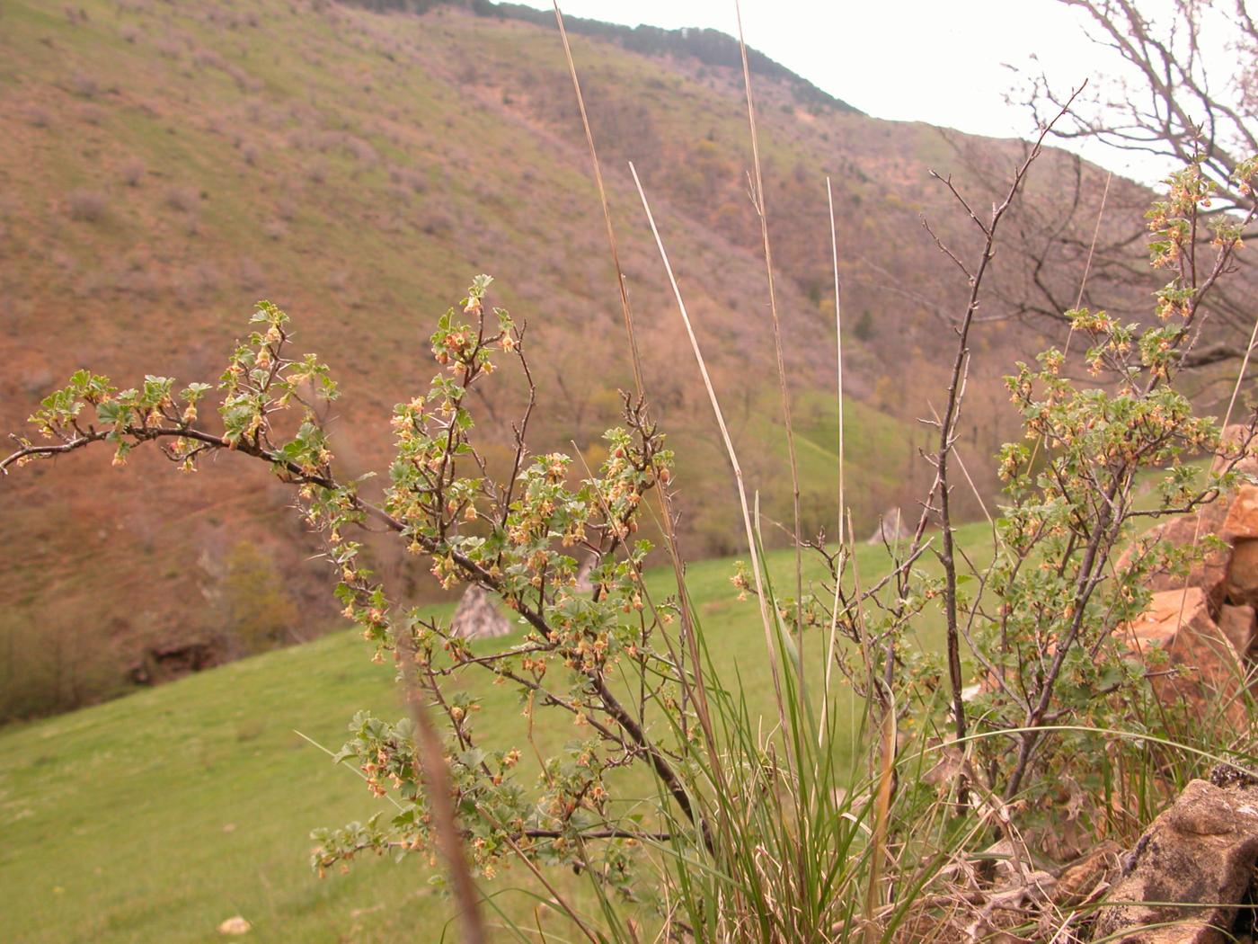 Gooseberry plant